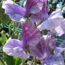 50 Seeds Earl Grey Sweet Pea Seeds For Garden Planting Easy to Grow