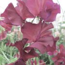 50 Seeds Edd Fincham Sweet Pea Seeds For Garden Planting Easy to Grow