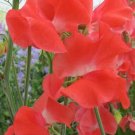 50 Seeds Edith Flanagan Sweet Pea Seeds For Garden Planting Easy to Grow