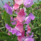 50 Seeds Ella Mountbatten Sweet Pea Seeds For Garden Planting Easy to Grow