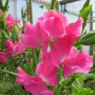 50 Seeds Evie Jones Sweet Pea Seeds For Garden Planting Easy to Grow