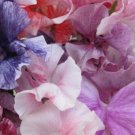 50 Seeds Flaked Mixture Sweet Pea Seeds For Garden Planting Easy to Grow