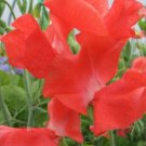 50 Seeds Florencecourt Sweet Pea Seeds For Garden Planting Easy to Grow