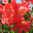 50 Seeds Garry Kirkman Sweet Pea Seeds For Garden Planting Easy to Grow