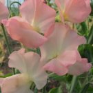 50 Seeds Gilly Norah Sweet Pea Seeds For Garden Planting Easy to Grow