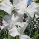 50 Seeds Glasnevin Sweet Pea Seeds For Garden Planting Easy to Grow
