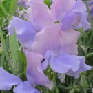 50 Seeds Glynne Collins Sweet Pea Seeds For Garden Planting Easy to Grow