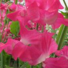 50 Seeds Grandma Butt Sweet Pea Seeds For Garden Planting Easy to Grow