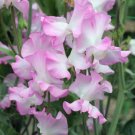 50 Seeds Gwendoline Sweet Pea Seeds For Garden Planting Easy to Grow