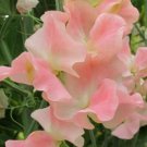 50 Seeds Harveys Blh Sweet Pea Seeds For Garden Planting Easy to Grow