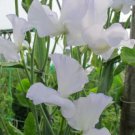 50 Seeds Jack Eveleigh Sweet Pea Seeds For Garden Planting Easy to Grow