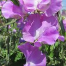 50 Seeds Jacqueline Ann Sweet Pea Seeds For Garden Planting Easy to Grow