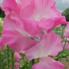 50 Seeds Jayne Amanda Sweet Pea Seeds For Garden Planting Easy to Grow