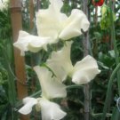 50 Seeds Jilly Sweet Pea Seeds For Garden Planting Easy to Grow