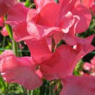 50 Seeds Joan Elizabeth Child Sweet Pea Seeds For Garden Easy to Grow