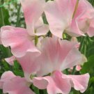 50 Seeds John Gray Sweet Pea Seeds For Garden Planting Easy to Grow