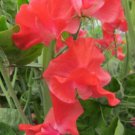 50 Seeds John Markham Sweet Pea Seeds For Garden Planting Easy to Grow