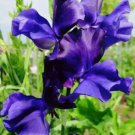 50 Seeds Joyce Stanton Sweet Pea Seeds For Garden Planting Easy to Grow