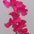 50 Seeds Judith Wilkinson Sweet Pea Seeds For Garden Planting Easy to Grow