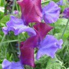 50 Seeds Jt Christine Sweet Pea Seeds For Garden Planting Easy to Grow