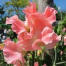 50 Seeds Jt Janet Sweet Pea Seeds For Garden Planting Easy to Grow