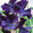 50 Seeds Jt Jenny Sweet Pea Seeds For Garden Planting Easy to Grow