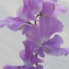 50 Seeds Lady Penny Sweet Pea Seeds For Garden Planting Easy to Grow
