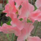 50 Seeds Lauren Landy Sweet Pea Seeds For Garden Planting Easy to Grow