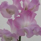 50 Seeds Lilac Romance Sweet Pea Seeds For Garden Planting Easy to Grow
