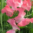 50 Seeds Lizbeth Sweet Pea Seeds For Garden Planting Easy to Grow