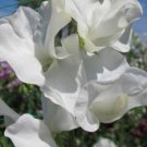 50 Seeds Lucy Hawthorne Sweet Pea Seeds For Garden Planting Easy to Grow