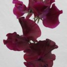50 Seeds Magnificent Maroon Sweet Pea Seeds For Garden Easy to Grow