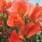50 Seeds Maloy Sweet Pea Seeds For Garden Planting Easy to Grow