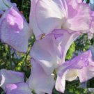 50 Seeds Margaret Hastie Sweet Pea Seeds For Garden Planting Easy to Grow