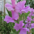 50 Seeds Marion Sweet Pea Seeds For Garden Planting Easy to Grow