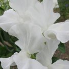 50 Seeds Memorial Flight Sweet Pea Seeds For Garden Planting Easy to Grow