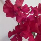 50 Seeds Millennium Sweet Pea Seeds For Garden Planting Easy to Grow