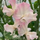 50 Seeds Mollie Rilstone Sweet Pea Seeds For Garden Planting Easy to Grow