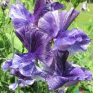 50 Seeds Mr P Sweet Pea Seeds For Garden Planting Easy to Grow