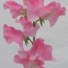 50 Seeds Mrs Bernard Jones Sweet Pea Seeds For Garden Easy to Grow