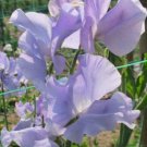 50 Seeds Naomnazareth Sweet Pea Seeds For Garden Planting Easy to Grow