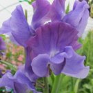 50 Seeds Newby Blue Sweet Pea Seeds For Garden Planting Easy to Grow