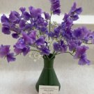 50 Seeds Noel Sutton Sweet Pea Seeds For Garden Planting Easy to Grow