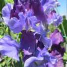 50 Seeds North Shore Sweet Pea Seeds For Garden Planting Easy to Grow