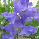 50 Seeds Our Harry Sweet Pea Seeds For Garden Planting Easy to Grow