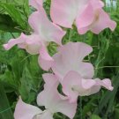 50 Seeds Patricia Marilyn Sweet Pea Seeds For Garden Planting Easy to Grow