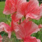 50 Seeds Phoebe Sweet Pea Seeds For Garden Planting Easy to Grow