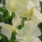 50 Seeds Pips Cornish Cream Sweet Pea Seeds For Garden Easy to Grow