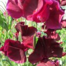 50 Seeds Pips Maroon Sweet Pea Seeds For Garden Planting Easy to Grow