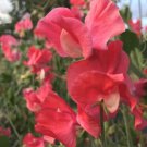 50 Seeds Pocahontas Sweet Pea Seeds For Garden Planting Easy to Grow